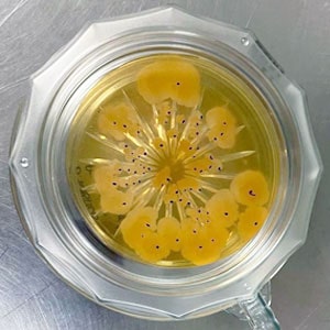 Single Use Impactor star pattern