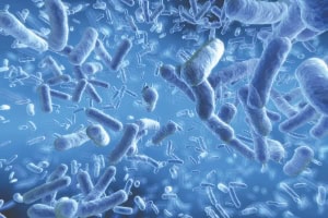 Microbes